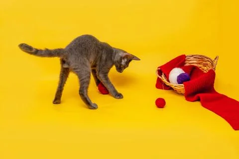 A gray cat is playing next to a wicker basket, in which a red scarf is stretc Stock Photos