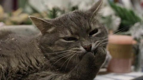 Gray cat playing with pampas grass on the table in the florist's workshop Видео 288504989