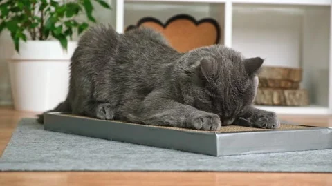 A gray cat is playing on scratching post. Cardboard scratching post. Gray cat is Stock Footage 212790017