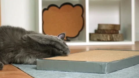 A gray cat is playing on scratching post. Cardboard scratching post. Gray cat is Stock Footage 213703971