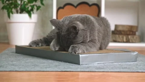 A gray cat is playing on scratching post. Cardboard scratching post. Gray cat is Stock Footage 219753408
