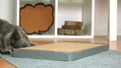 A gray cat is playing on scratching post. Cardboard scratching post. Gray cat is Stock Footage 220157698