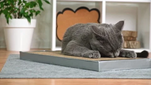 A gray cat is playing on scratching post. Cardboard scratching post. Gray cat is Stock Footage 220157772
