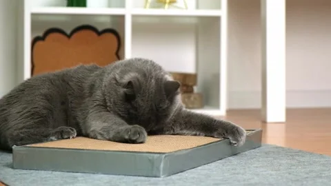 A gray cat is playing on scratching post. Cardboard scratching post. Gray cat is Stock Footage 220581211