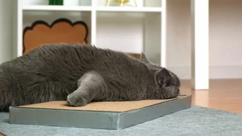 A gray cat is playing on scratching post. Cardboard scratching post. Gray cat is Stock Footage 220961278