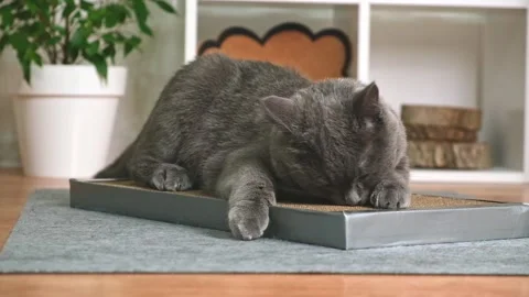 A gray cat is playing on scratching post. Cardboard scratching post. Gray cat is Stock Footage 221444271