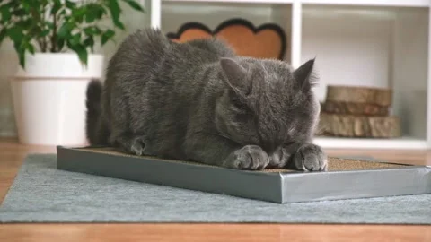 A gray cat is playing on scratching post. Cardboard scratching post. Gray cat is Stock Footage 221868011