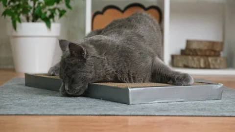 A gray cat is playing on scratching post. Cardboard scratching post. Gray cat is Stock Footage 222817627