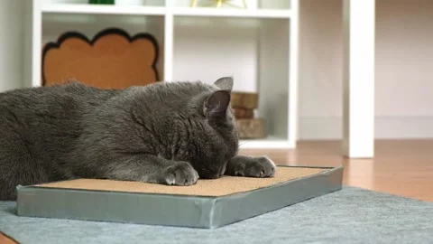 A gray cat is playing on scratching post. Cardboard scratching post. Gray cat is Stock Footage 225537885