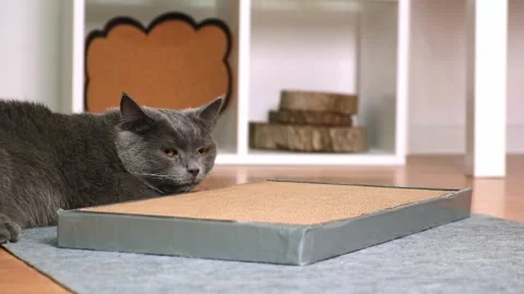 A gray cat is playing on scratching post. Cardboard scratching post. Gray cat is Stock Footage 233011358