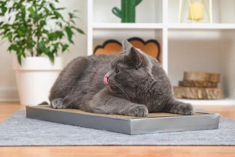 A gray cat is playing on scratching post. Cardboard scratching post. A gray cat Stock Photos