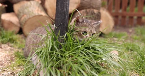 Cats Playing Garden Stock Video Footage 