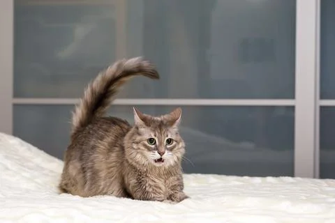 Gray cat is playing on a white bedspread Stock Photos