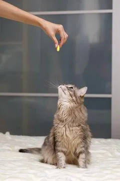 Gray cat is playing on a white bedspread Stock Photos
