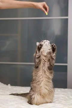 Gray cat is playing on a white bedspread Stock Photos