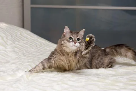Gray cat is playing on a white bedspread Stock Photos