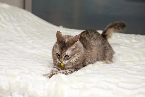 Gray cat is playing on a white bedspread Stock Photos