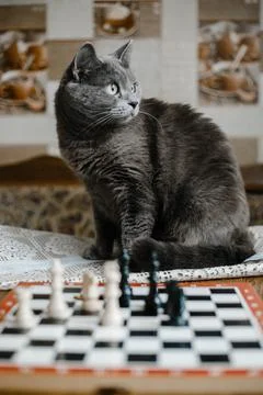 The gray cat plays chess with white pieces and is angry that he is losing. Ch Stock Photos