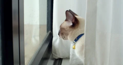 Gray cat plays with the curtains and looks out of the glass.Gray cat look camera Stock Footage 250071965