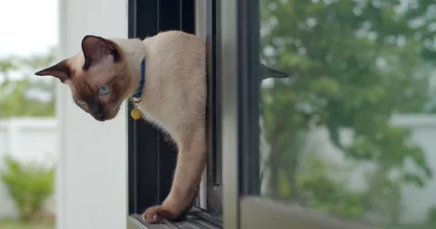 A gray cat pops out of the window and looks startled at the camera. Stock Footage 249792053