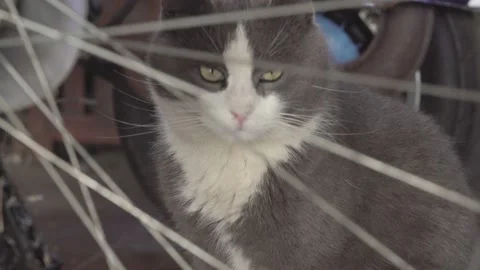 Gray cat portrait between objects 2 Stock Footage 151748903