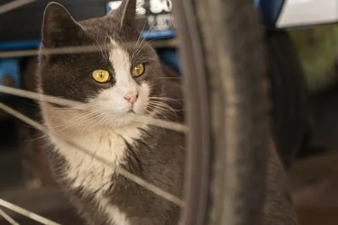 Gray cat portrait between objects 2 Stock Photos