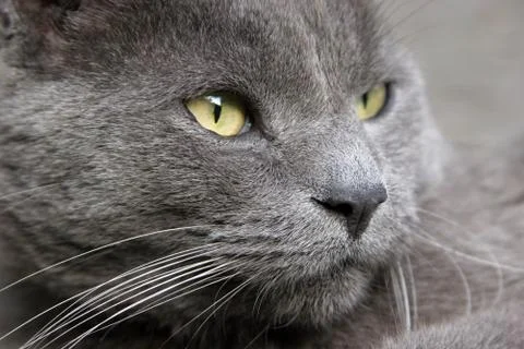 Gray Cat Portrait Stock Photos