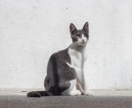 Gray Cat Portrait Stock Photos