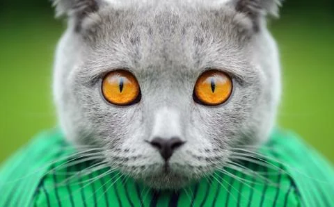 Gray cat portrait Stock-Fotos