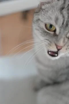 Gray cat portrait Stock Photos