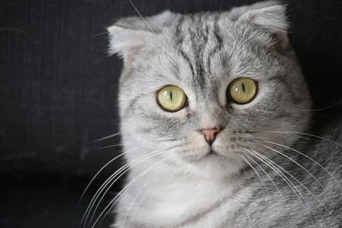 Gray cat portrait Stock Photos