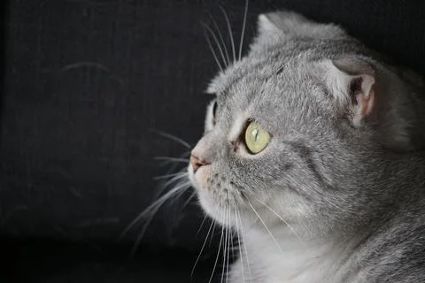 Gray cat portrait Stock Photos