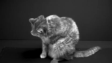 Gray cat poses for the camera Stock-Footage 262738433