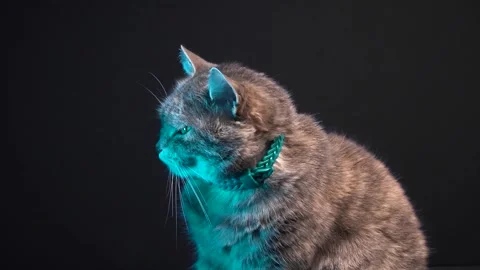 Gray cat poses for the camera Stock Footage 262738440