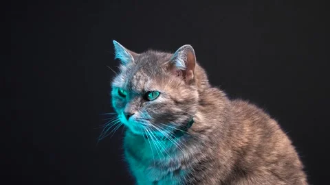 Gray cat poses for the camera Stock Footage 262738441
