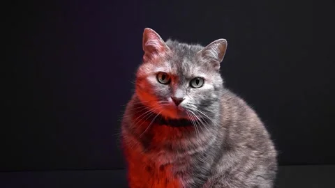 Gray cat poses for the camera Stock-Footage 262738456