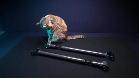 Gray cat poses for the camera Video stock 262738493