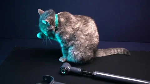 Gray cat poses for the camera Видео 262738499