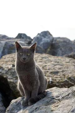 Gray cat posing alone on rocks Stock Photos