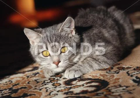 Gray cat preparing to attack Stock Photos