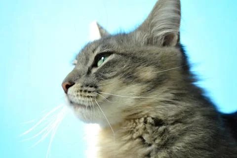Gray cat profile on bright blue background Stock Photos
