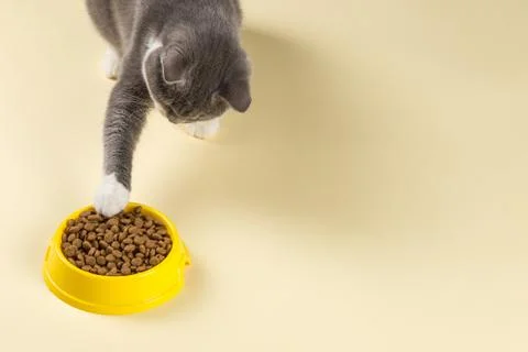 The gray cat pulls his paw to the plate with delicious cat food. The concept  Stock Photos