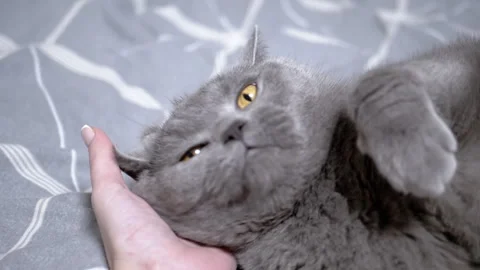 Gray cat purrs from stroking Stock-Footage 306779630