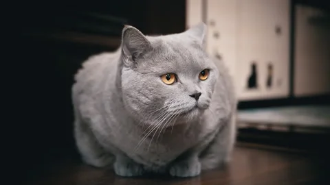 Gray Cat: Quick Lick Stock Footage 312005045