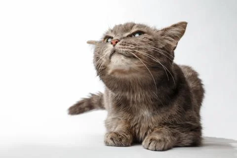 Gray cat rather squints and smiling Stock Photos