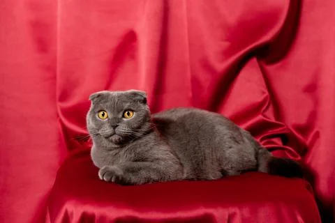 Gray cat on red cloth. Scottish fold cat. Stock Photos