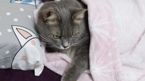 Gray cat relaxes under a pink blanket, next to a pillow with a fox; a cozy Stock Footage 324920265