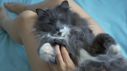Gray cat relaxes while lying at the girl’s legs Stock Footage 122704951