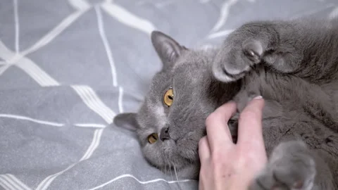 Gray cat relaxing on bed Stock Footage 312004316