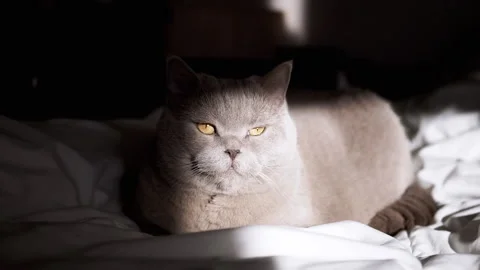 Gray Cat Relaxing on Bed Stock Footage 312009307